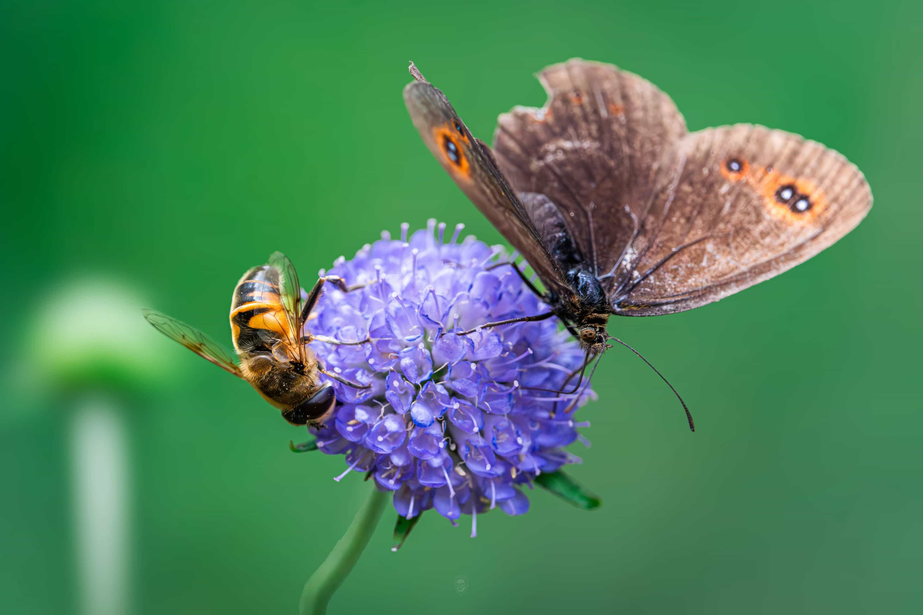 Shared Violet Pulse