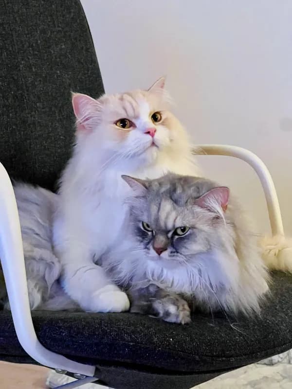 My cats