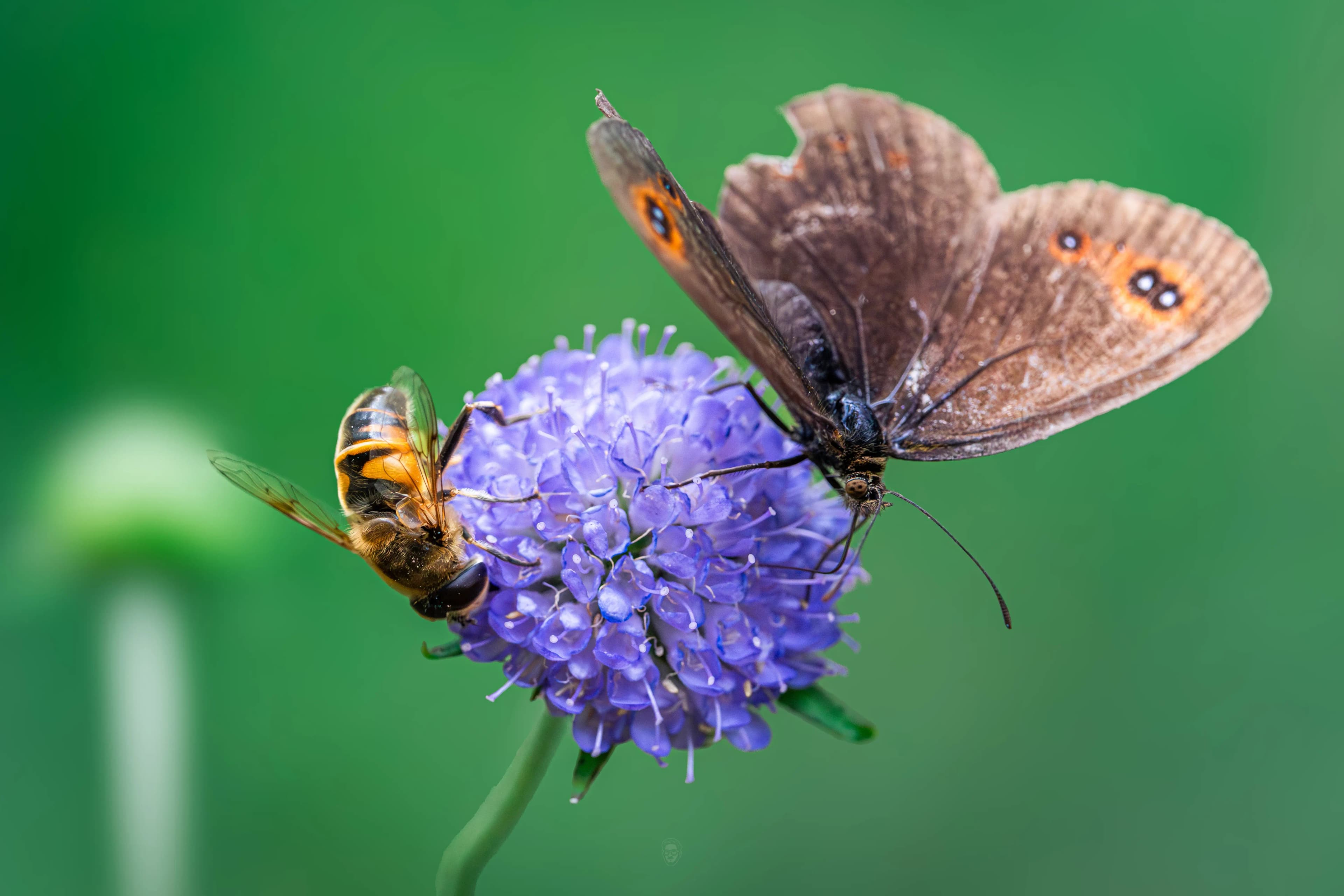 Shared Violet Pulse