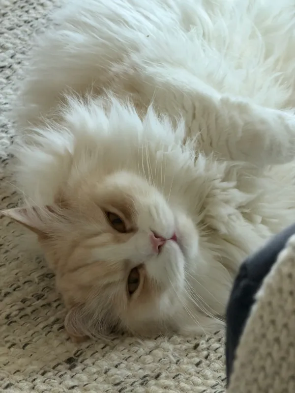 Uno dei miei gatti