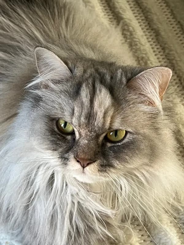 L'altro mio gatto